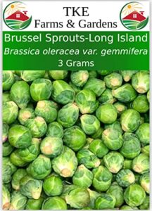 tke farms - brussel sprout seeds for planting, long island improved, 3 grams ≈ 750 seeds, brassica oleracea var. gemmifera