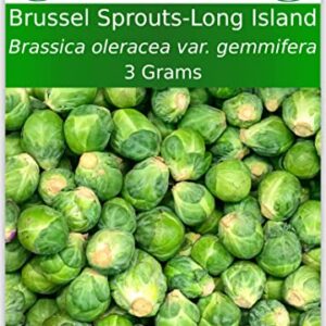 TKE Farms - Brussel Sprout Seeds for Planting, Long Island Improved, 3 Grams ≈ 750 Seeds, Brassica oleracea VAR. gemmifera