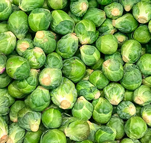 TKE Farms - Brussel Sprout Seeds for Planting, Long Island Improved, 3 Grams ≈ 750 Seeds, Brassica oleracea VAR. gemmifera