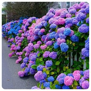 mixed hydrangea seeds flowers for planting non-gmo home garden mixed colors (100+)