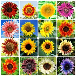 1000+ sunflower seeds for planting heirloom non-gmo, bulk package of 15 varieties mix seeds, individually packaged, attracts pollinators