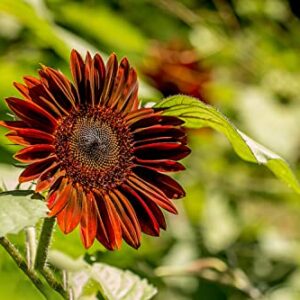 1000+ Sunflower Seeds for Planting Heirloom Non-GMO, Bulk Package of 15 Varieties Mix Seeds, Individually Packaged, Attracts Pollinators