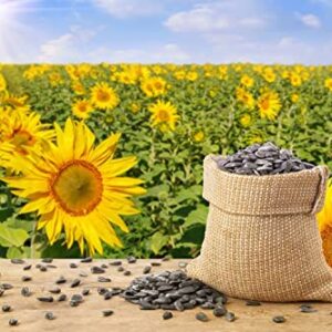 1000+ Sunflower Seeds for Planting Heirloom Non-GMO, Bulk Package of 15 Varieties Mix Seeds, Individually Packaged, Attracts Pollinators