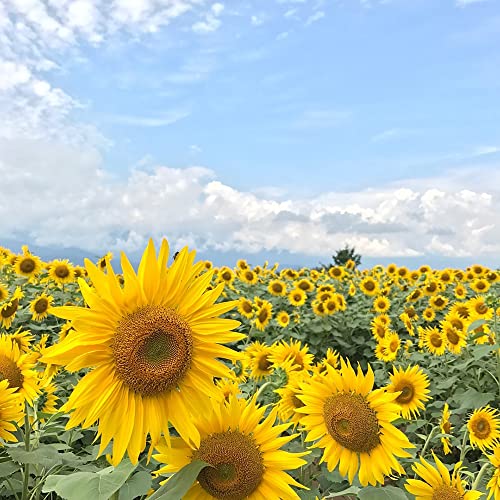 1000+ Sunflower Seeds for Planting Heirloom Non-GMO, Bulk Package of 15 Varieties Mix Seeds, Individually Packaged, Attracts Pollinators