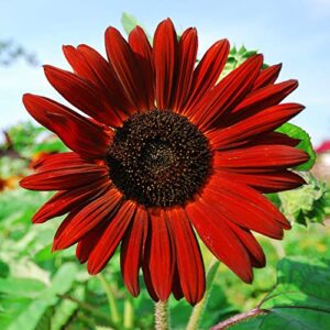 1000+ Sunflower Seeds for Planting Heirloom Non-GMO, Bulk Package of 15 Varieties Mix Seeds, Individually Packaged, Attracts Pollinators