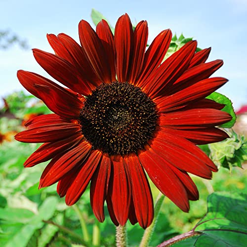 1000+ Sunflower Seeds for Planting Heirloom Non-GMO, Bulk Package of 15 Varieties Mix Seeds, Individually Packaged, Attracts Pollinators