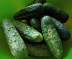 100+ cucumber seeds- boston pickling heirloom