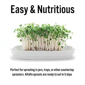 USDA Organic Alfalfa Sprouting Seeds | 1 Pound | Perfect for Sprouting & Microgreens, Premium Alfalfa Sprout Seeds, Non-GMO