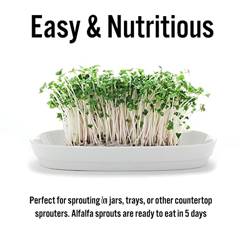 USDA Organic Alfalfa Sprouting Seeds | 1 Pound | Perfect for Sprouting & Microgreens, Premium Alfalfa Sprout Seeds, Non-GMO