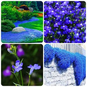 1000+ blue creeping thyme seeds for planting, dwarf ground cover plants easy to plant and grow, for rocks and lawns
