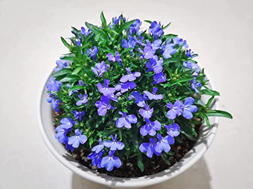 1000+ Blue Creeping Thyme Seeds for Planting, Dwarf Ground Cover Plants Easy to Plant and Grow, for Rocks and Lawns