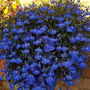 1000+ Blue Creeping Thyme Seeds for Planting, Dwarf Ground Cover Plants Easy to Plant and Grow, for Rocks and Lawns