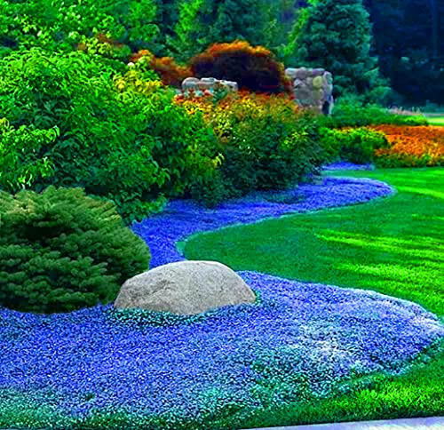 1000+ Blue Creeping Thyme Seeds for Planting, Dwarf Ground Cover Plants Easy to Plant and Grow, for Rocks and Lawns