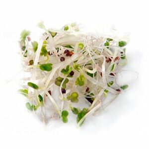 Non-GMO Broccoli Seeds for Sprouting Sprouts Microgreens (4 oz of Pure Seed. Country Creek LLC. Brand.