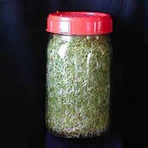 Non-GMO Broccoli Seeds for Sprouting Sprouts Microgreens (4 oz of Pure Seed. Country Creek LLC. Brand.