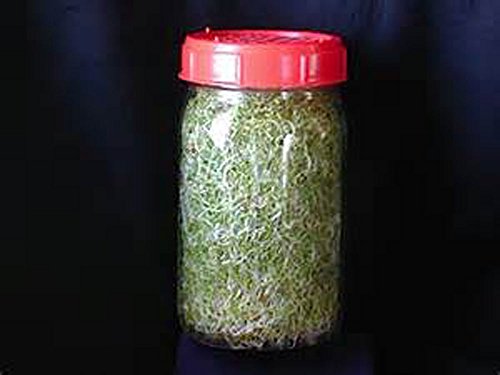 Non-GMO Broccoli Seeds for Sprouting Sprouts Microgreens (4 oz of Pure Seed. Country Creek LLC. Brand.