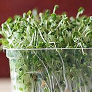 Non-GMO Broccoli Seeds for Sprouting Sprouts Microgreens (4 oz of Pure Seed. Country Creek LLC. Brand.