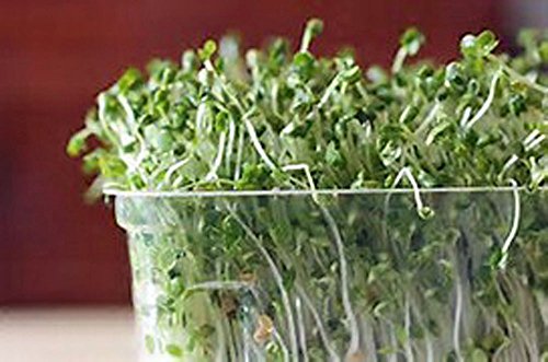 Non-GMO Broccoli Seeds for Sprouting Sprouts Microgreens (4 oz of Pure Seed. Country Creek LLC. Brand.