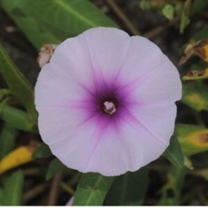 Chinese Water Spinach/Morning Glory