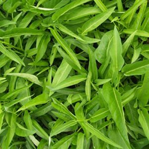 Chinese Water Spinach/Morning Glory