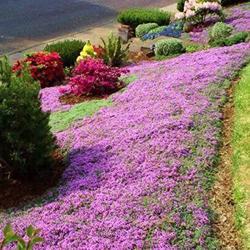 Dichmag 5000+ Red Carpet Creeping Thyme Ground Cover Plant Seeds Perennial- Non-GMO&Heirloom Flower Thyme Seeds for Planting