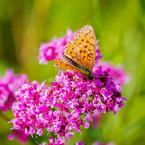 Dichmag 5000+ Red Carpet Creeping Thyme Ground Cover Plant Seeds Perennial- Non-GMO&Heirloom Flower Thyme Seeds for Planting