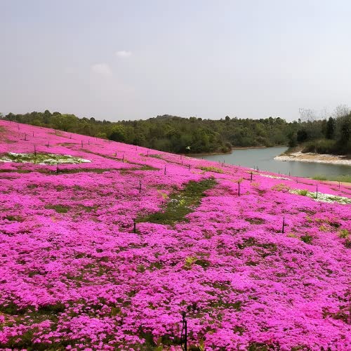 9000+ Mix Creeping Thyme Seeds for Planting Perennial Dwarf Ground Cover Plants Thymus Serpyllum Landscaping Flower Non-GMO Red, Blue, Purple, Green, Yellow, White