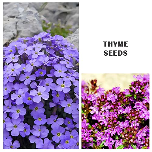 9000+ Mix Creeping Thyme Seeds for Planting Perennial Dwarf Ground Cover Plants Thymus Serpyllum Landscaping Flower Non-GMO Red, Blue, Purple, Green, Yellow, White
