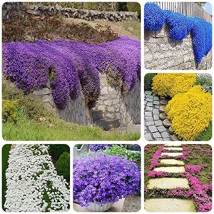 9000+ mix creeping thyme seeds for planting perennial dwarf ground cover plants thymus serpyllum landscaping flower non-gmo red, blue, purple, green, yellow, white