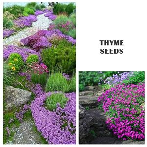 9000+ Mix Creeping Thyme Seeds for Planting Perennial Dwarf Ground Cover Plants Thymus Serpyllum Landscaping Flower Non-GMO Red, Blue, Purple, Green, Yellow, White