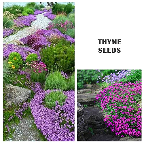 9000+ Mix Creeping Thyme Seeds for Planting Perennial Dwarf Ground Cover Plants Thymus Serpyllum Landscaping Flower Non-GMO Red, Blue, Purple, Green, Yellow, White