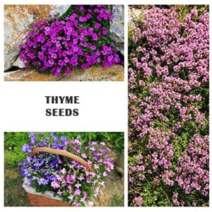 9000+ Mix Creeping Thyme Seeds for Planting Perennial Dwarf Ground Cover Plants Thymus Serpyllum Landscaping Flower Non-GMO Red, Blue, Purple, Green, Yellow, White