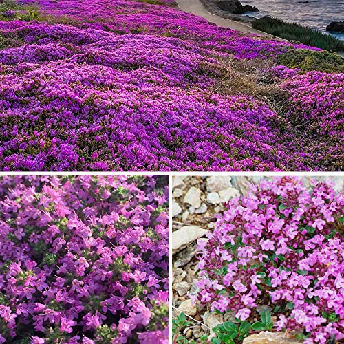 15000 Magic Creeping Thyme Seeds Beautiful Ground Cover Plants Easy to Plant and Grow Perennial Flower Landscaping Seeds for Garden