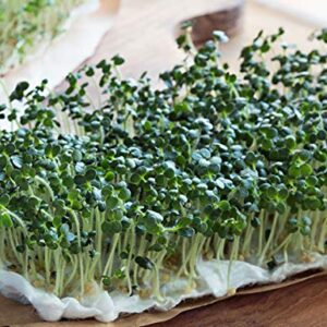 Broccoli Seeds for Sprouting Sprouts Microgreens (8 oz of Pure Seed. Country Creek LLC. Brand.