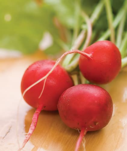 Burpee Cherry Belle Radish Seeds 1000 seeds