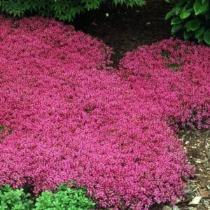 17000+ red creeping thyme seeds ground cover plant seeds perennial- non-gmo heirloom flower creeping thyme seeds for planting