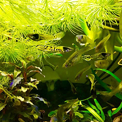 A.D.P. UTH Fish Food Black Mosquito Larvae 75 g. Tropical Fish Food Grow Faster & Color Enhancer Slow Sinking Like Pellets High Protein 74% for All Tropical Fish Feed & Small Fish Breeding Fish Care