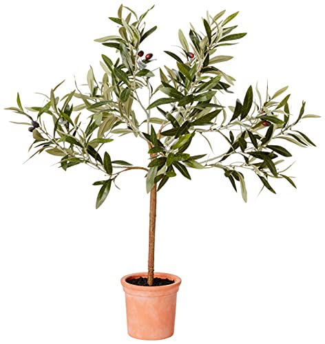 Amazon Brand - Stone & Beam Artificial Olive Tree Topiary with Faux Terracotta Pot, 2.4 Feet (28.8 Inches), Indoor