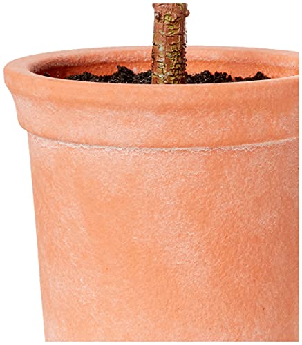 Amazon Brand - Stone & Beam Artificial Olive Tree Topiary with Faux Terracotta Pot, 2.4 Feet (28.8 Inches), Indoor