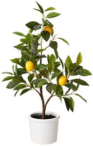 amazon brand - stone & beam artificial lemon citrus tree with ceramic pot, 2 feet (24 inches), indoor