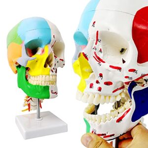 evotech scientific didactic human skull model, with 7 cervical vertebrae, nerve and artery, w/muscle inerstion and origin painted and marked, supplied with color instruction guide