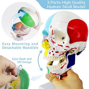 Evotech Scientific Didactic Human Skull Model, with 7 Cervical Vertebrae, Nerve and Artery, W/Muscle Inerstion and Origin Painted and Marked, Supplied with Color Instruction Guide