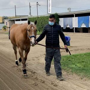 Horse Bedsore Boots with Soft Synthetic Sheepskin Lining, Providing Comfort and Protection Against Pressure sores. Aids in Healing. Veterinarian Approved.