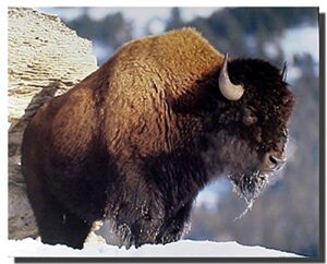 tslook 60x80 blankets funny american bison buffalo wildlife animal comfy funny bed blanket