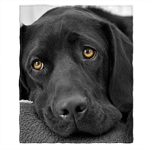 Moslion Soft Cozy Throw Blanket Black Lab Labrador Fuzzy Warm Couch/Bed Blanket for Adult/Youth Polyester 50 X 60 Inches(Home/Travel/Camping Applicable)