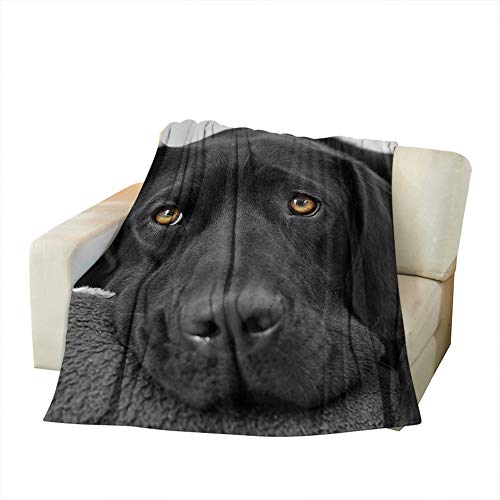 Moslion Soft Cozy Throw Blanket Black Lab Labrador Fuzzy Warm Couch/Bed Blanket for Adult/Youth Polyester 50 X 60 Inches(Home/Travel/Camping Applicable)