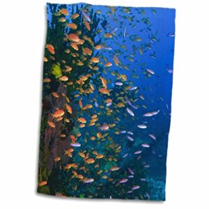 3drose scuba diver, fairy basslet fish viti levu fiji - oc01 sws0059 -. - towels (twl-84891-1)