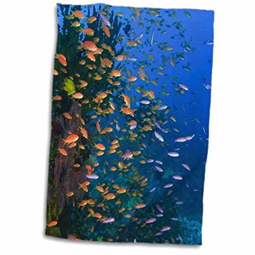 3dRose Scuba Diver, Fairy Basslet fish Viti Levu Fiji - OC01 SWS0059 -. - Towels (twl-84891-1)