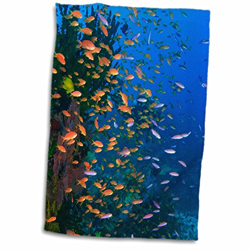 3dRose Scuba Diver, Fairy Basslet fish Viti Levu Fiji - OC01 SWS0059 -. - Towels (twl-84891-1)