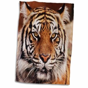 3d rose sumatran tiger panthera tigris twl_206449_1 towel, 15" x 22"